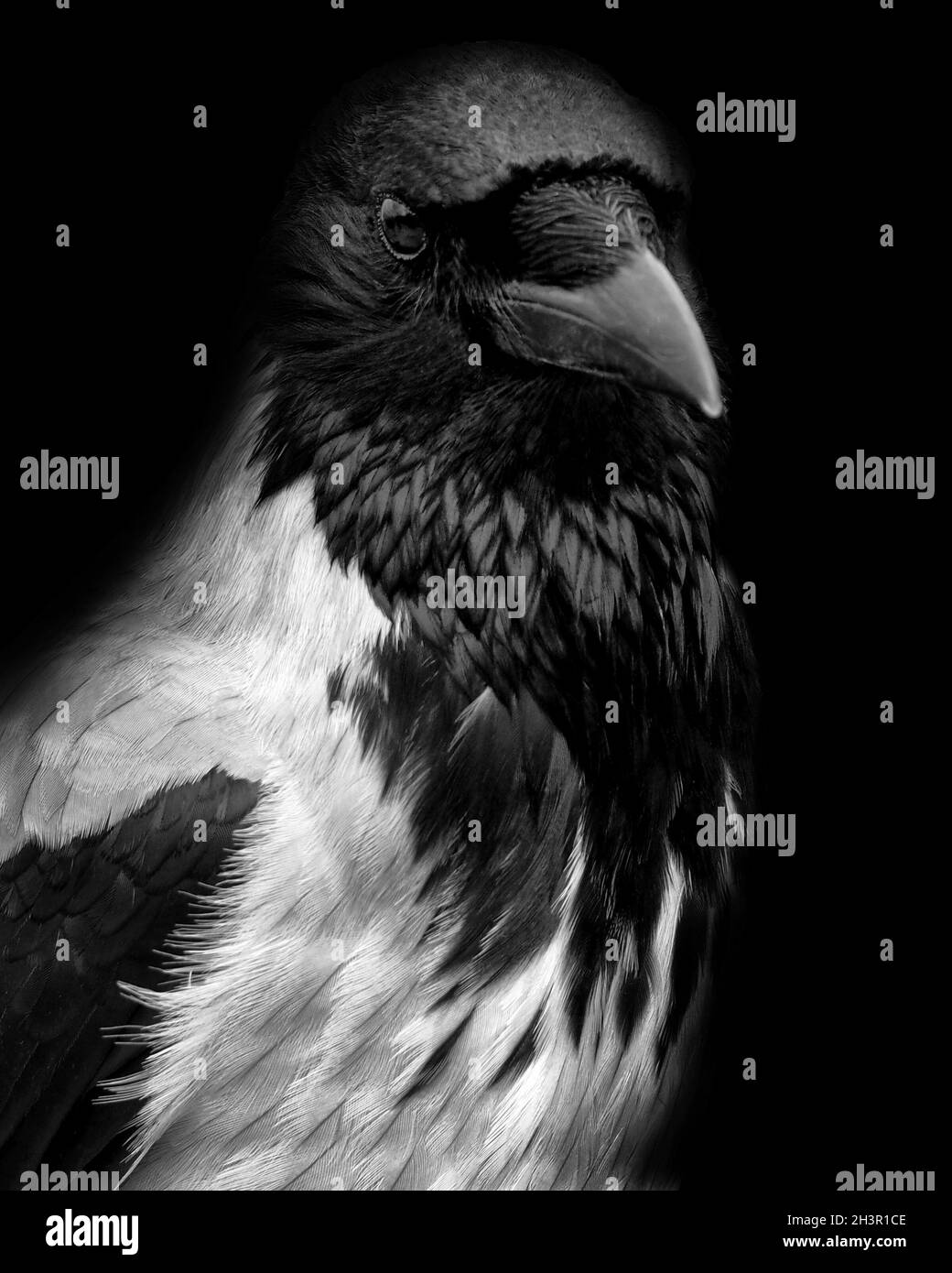 Ritratto di un corvo con cappuccio in primo piano con volto in profilo Foto Stock