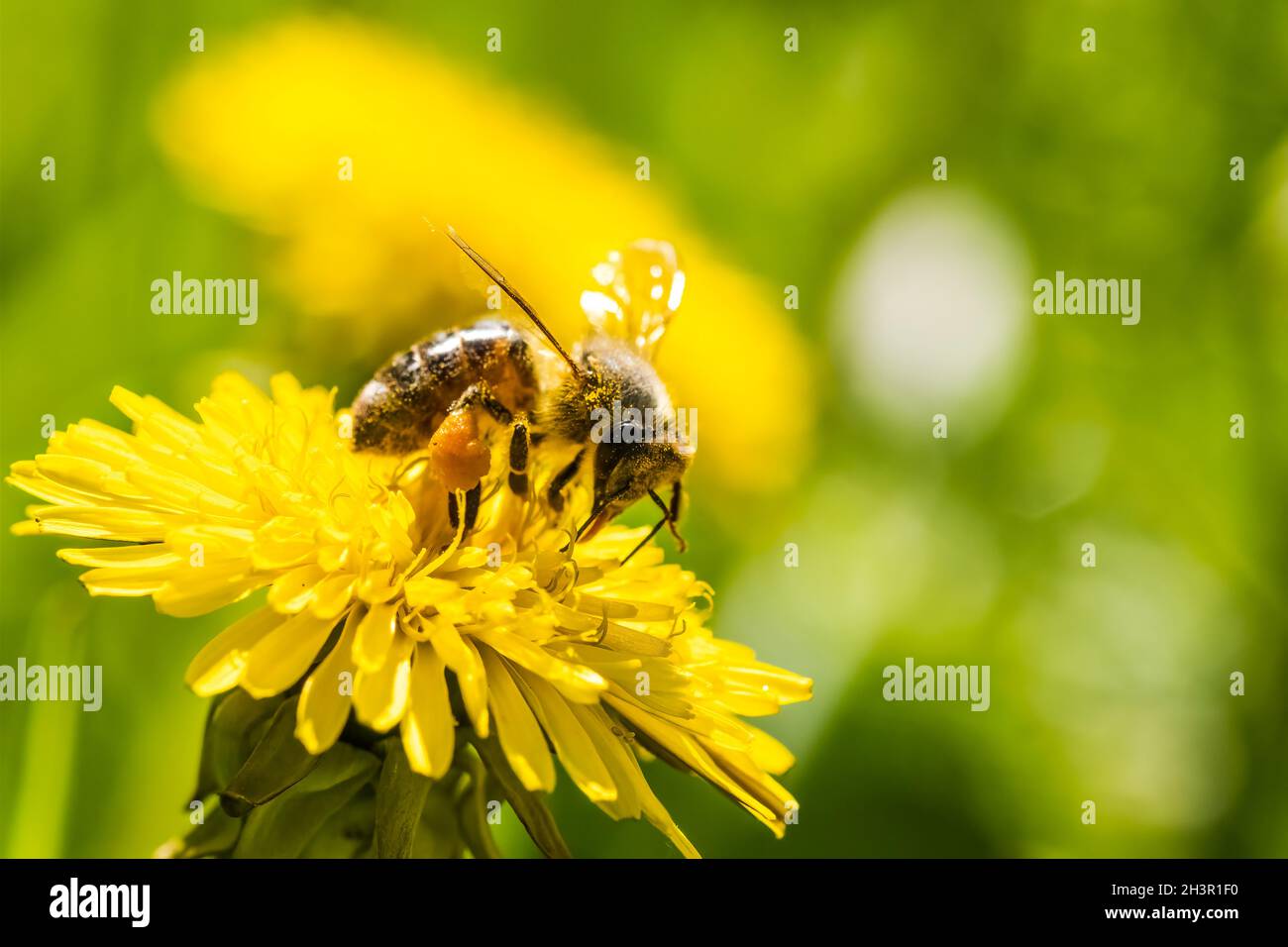 Ape di miele ricoperta di polline giallo che raccoglie nettare da fiore di dente di leone. Foto Stock