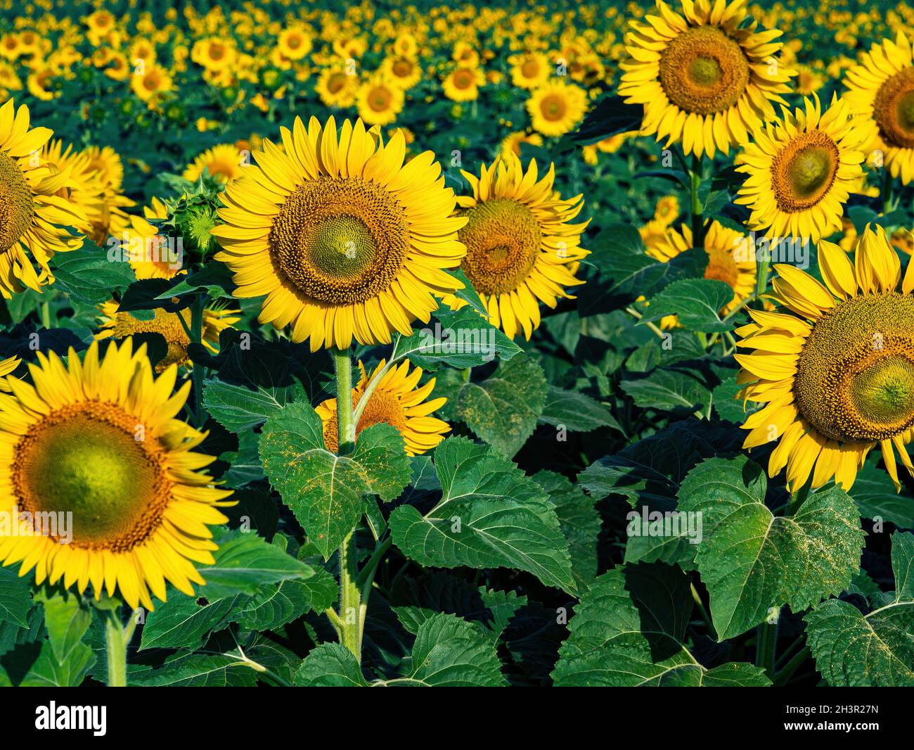 Campo di fattoria fiorente di girasoli gialli con foglie verdi. Foto Stock
