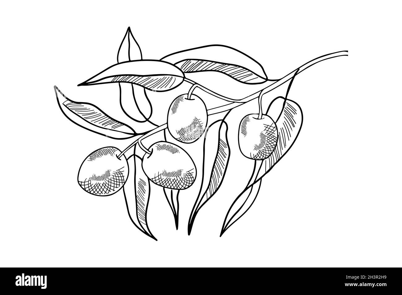 Ramo disegnato a mano con olive e foglie. Illustrazione vettoriale isolata. Poster impianto biologico Illustrazione Vettoriale
