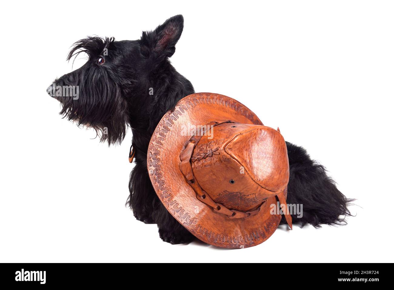Udienza scotch terrier Foto Stock