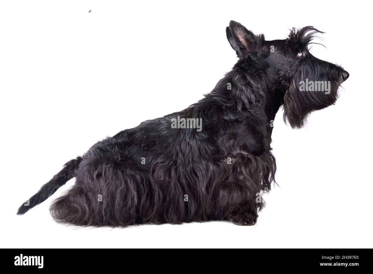 Scotch terrier Foto Stock