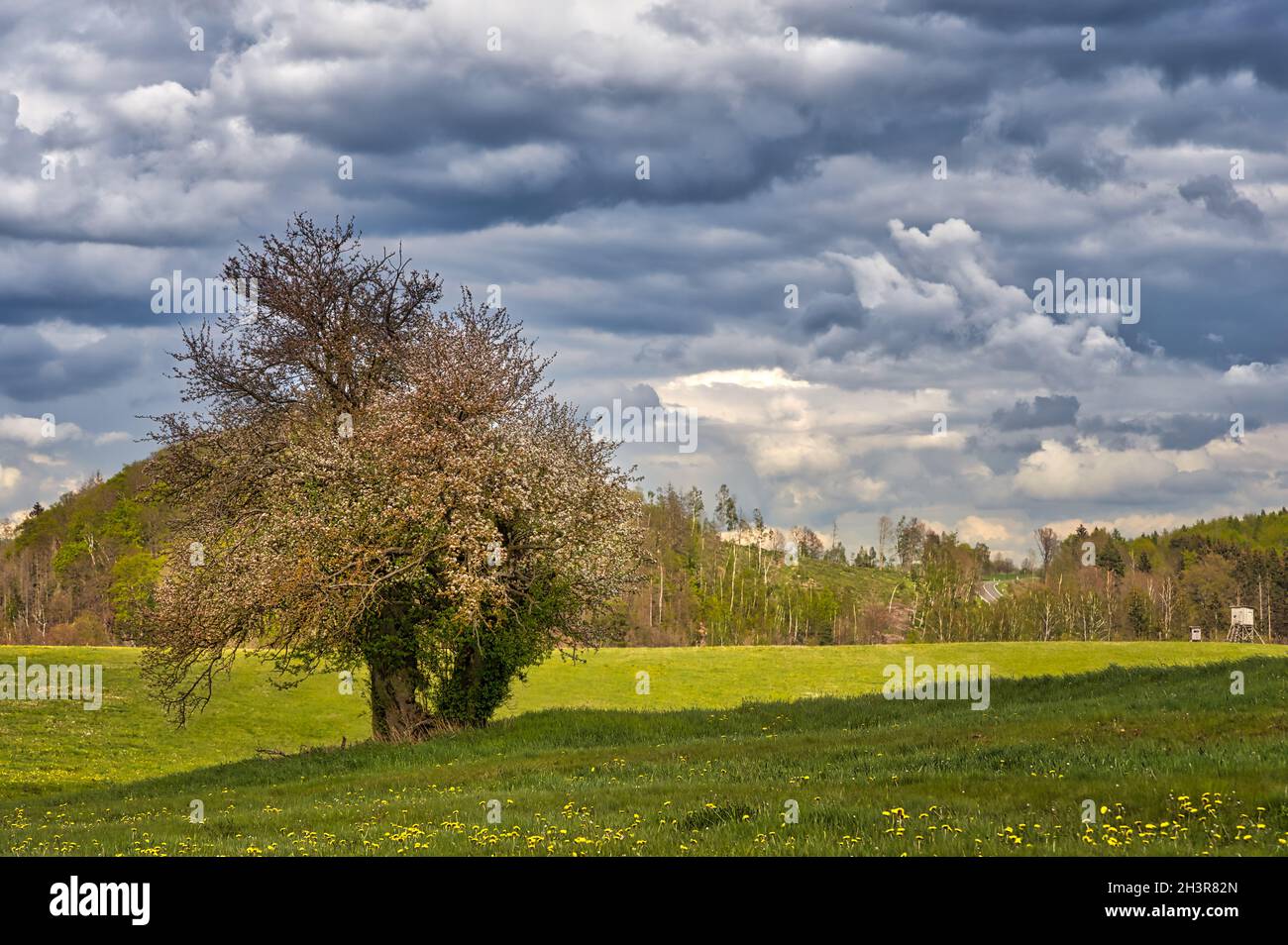 Fioritura selvaggia di mela albero resinato paesaggio Foto Stock