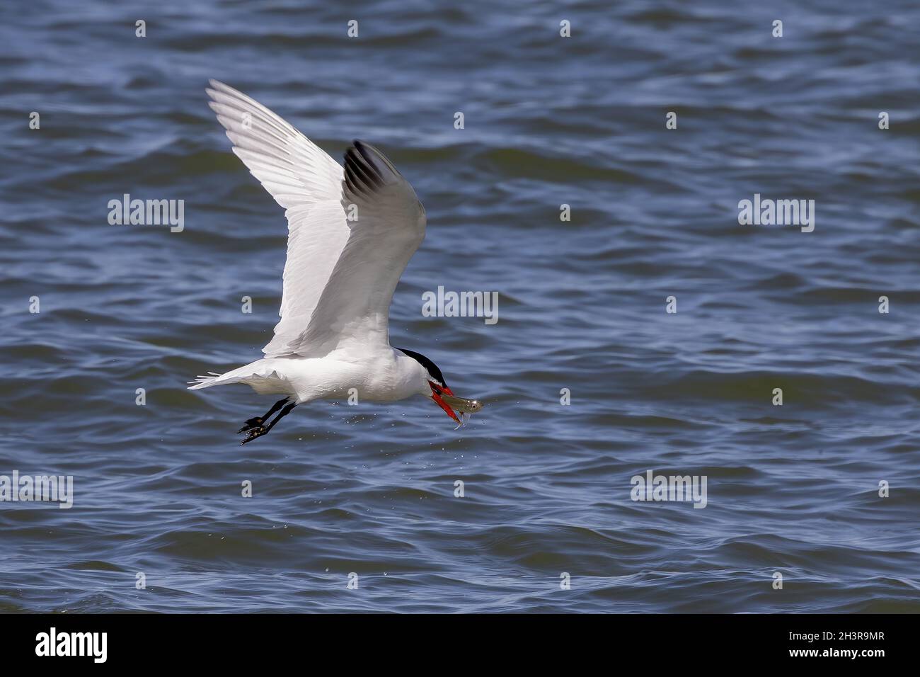 La terna Caspia ( Hydrophne caspia ) in caccia. Foto Stock