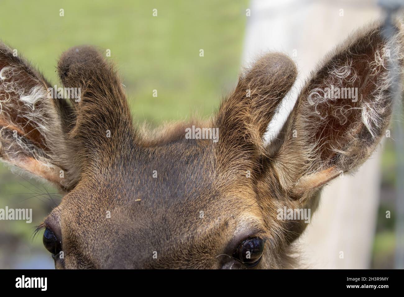 Il giovane alce (Cervus canadensis), noto anche come wapiti con formiche crescenti in velluto. Foto Stock