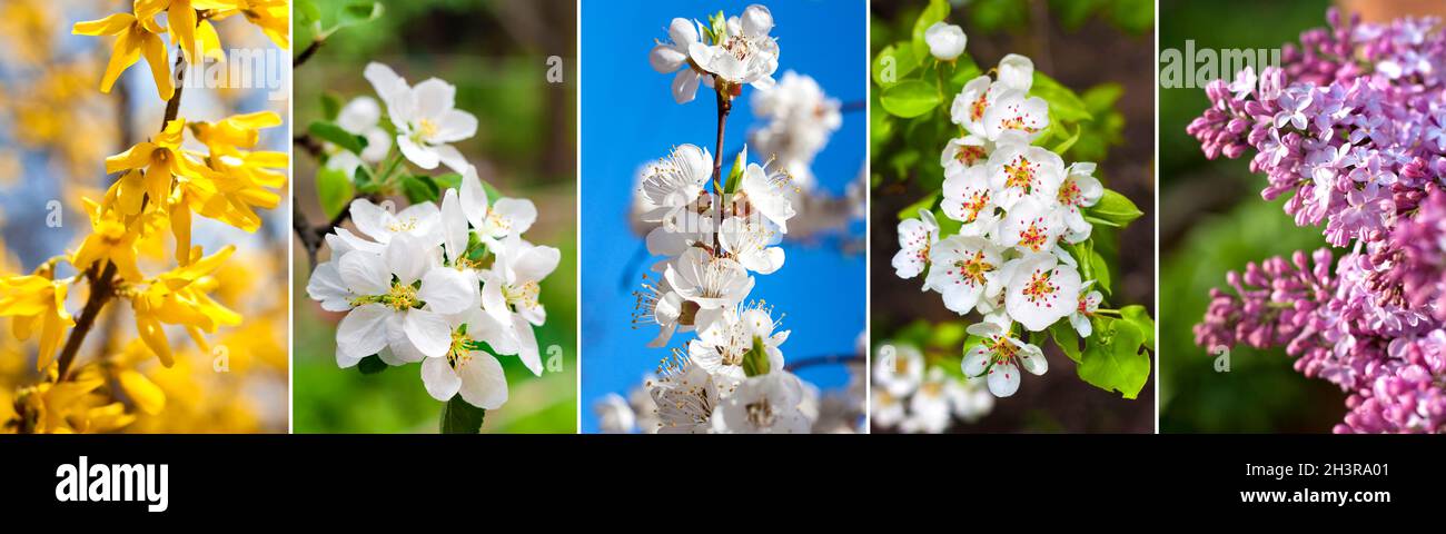 Collage di immagini di alberi fioriti e cespugli in primavera Foto Stock