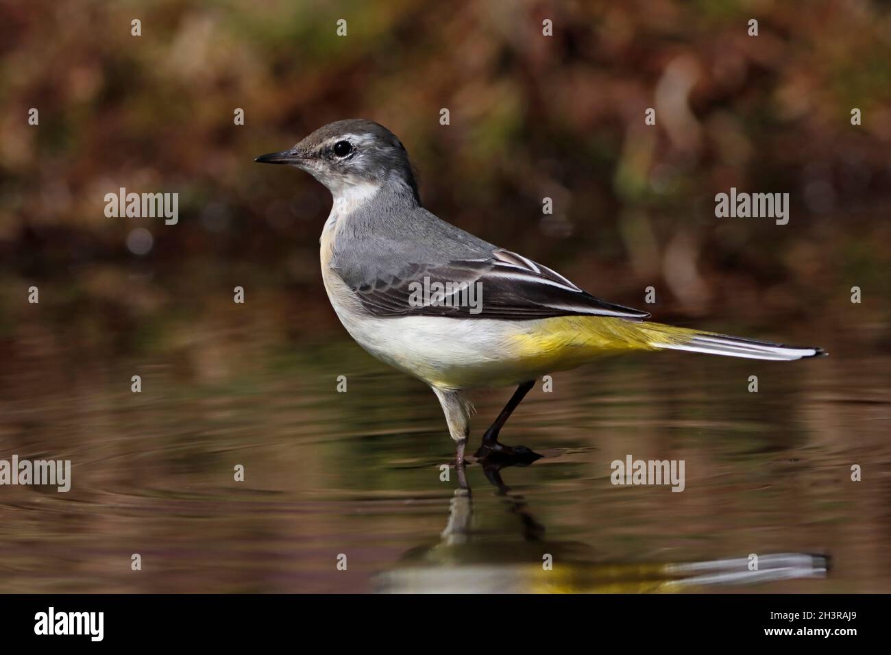 GRAY WAGTAIL (Motacilla cinerea) alla ricerca di insetti in una piscina d'acqua dolce, Scozia, Regno Unito. Foto Stock