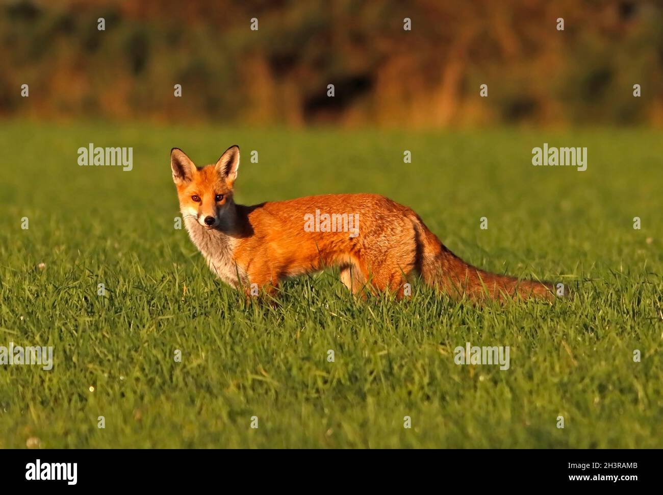 FOX in a Meadow, Scozia, Regno Unito. Foto Stock