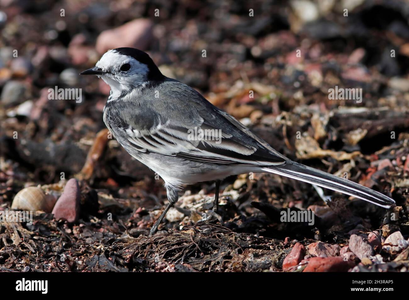 PIED WAGTAIL (Motacilla alba) foraggio sulla linea di cavallo, Scozia, Regno Unito. Foto Stock
