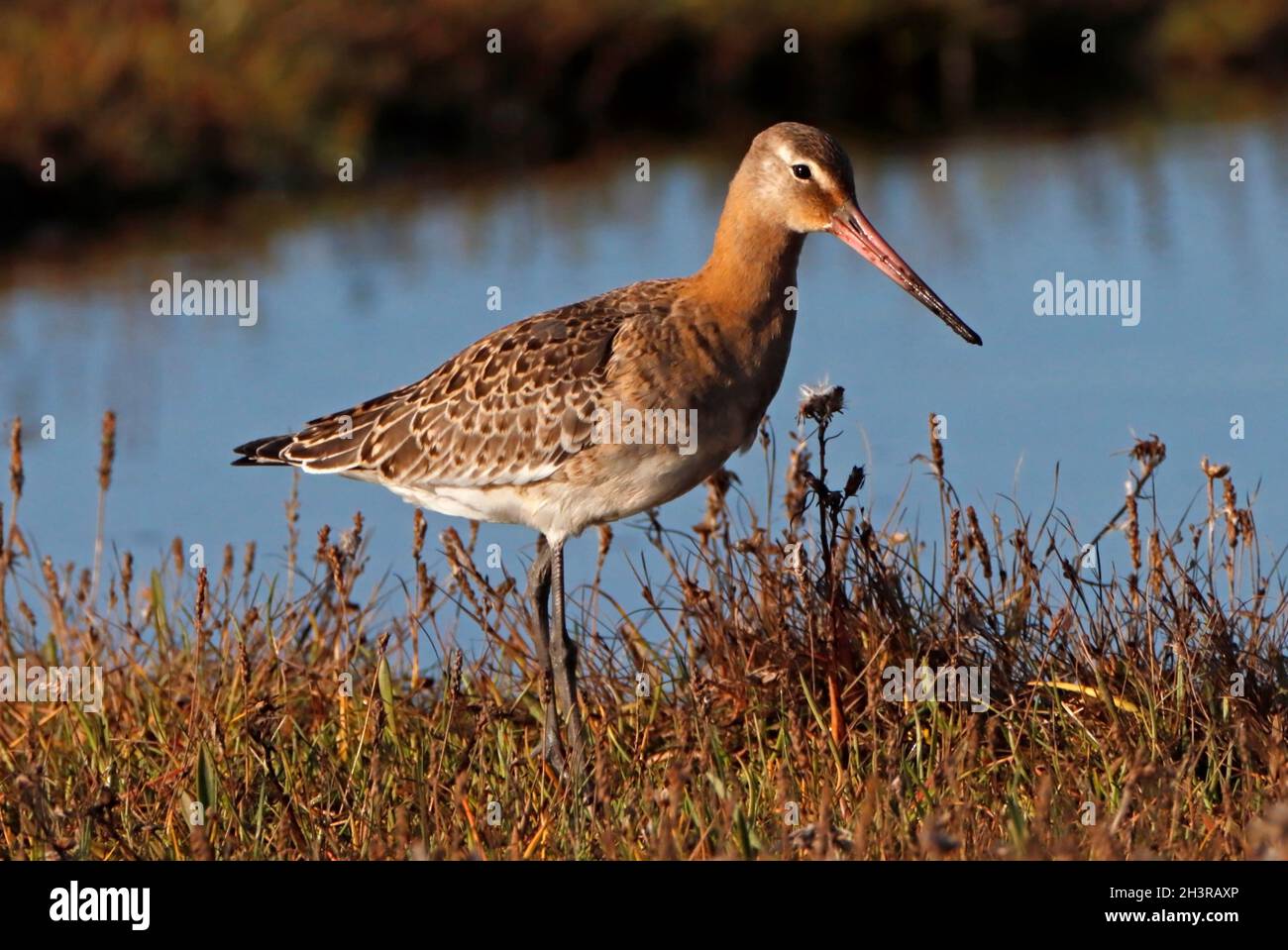 GODWIT DALLA CODA NERA (Limosa limosa) foraging su una palude di sale, Scozia, Regno Unito. Foto Stock