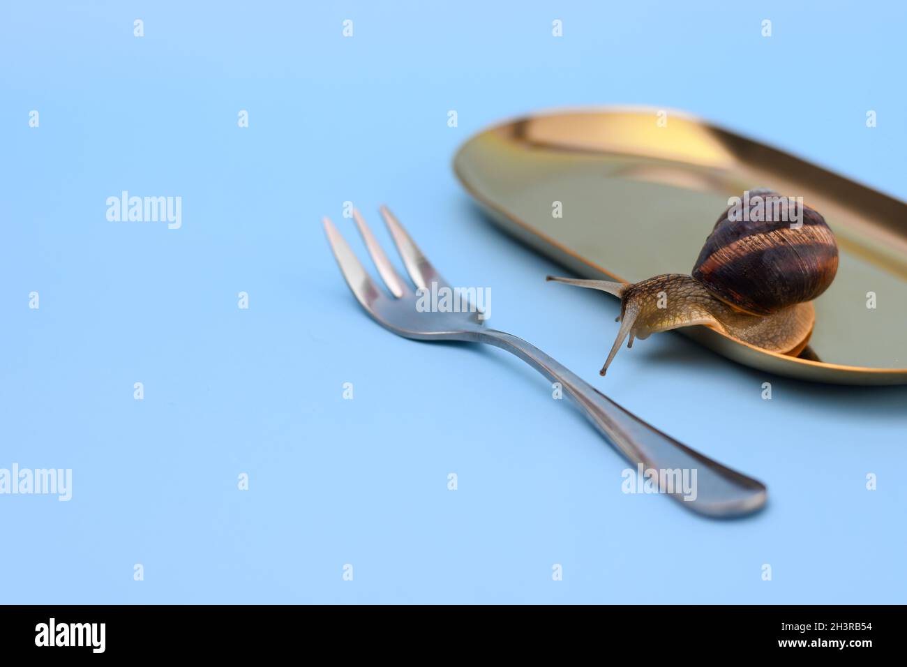 Una lumaca in un piatto su sfondo blu. Foto Stock