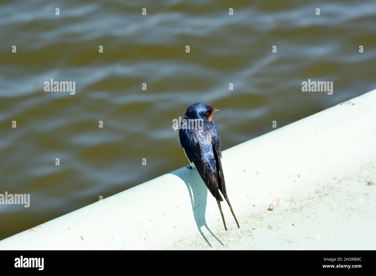 Barn Swallow (Hirundo rustica) sulla banchina di Prerow - Fischland, Darß, Zingst, Mecklenburg-Vorpommern, Germania Foto Stock