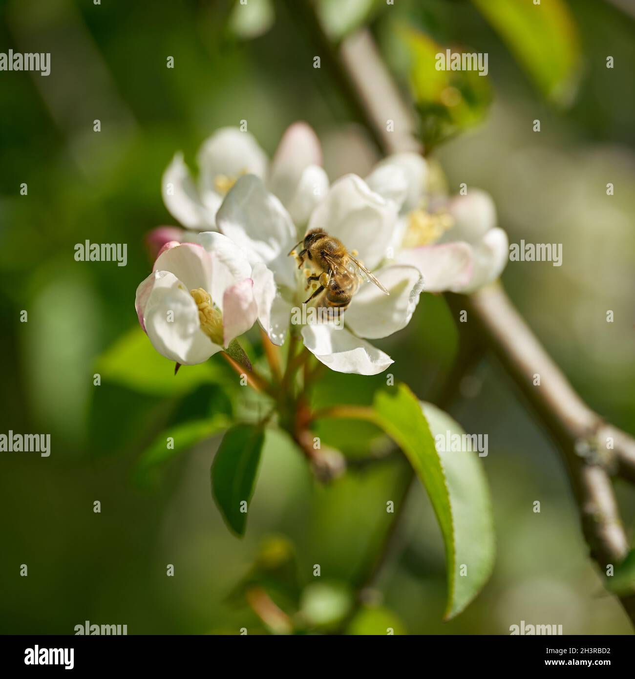 Ape impollinando un fiore da un albero di pera in un giardino in primavera Foto Stock