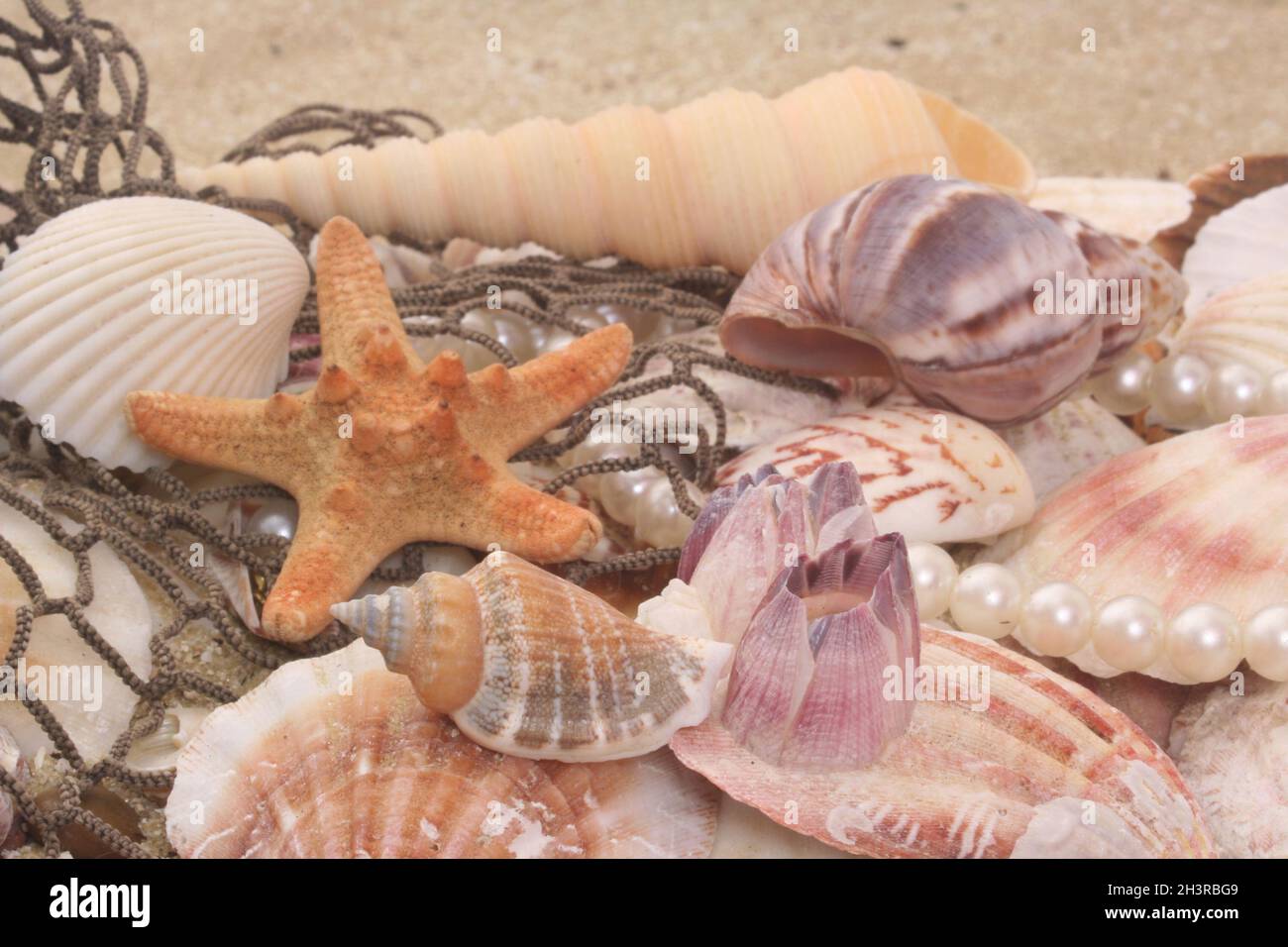 Seashell sul lungomare di Tropical Beach Foto Stock