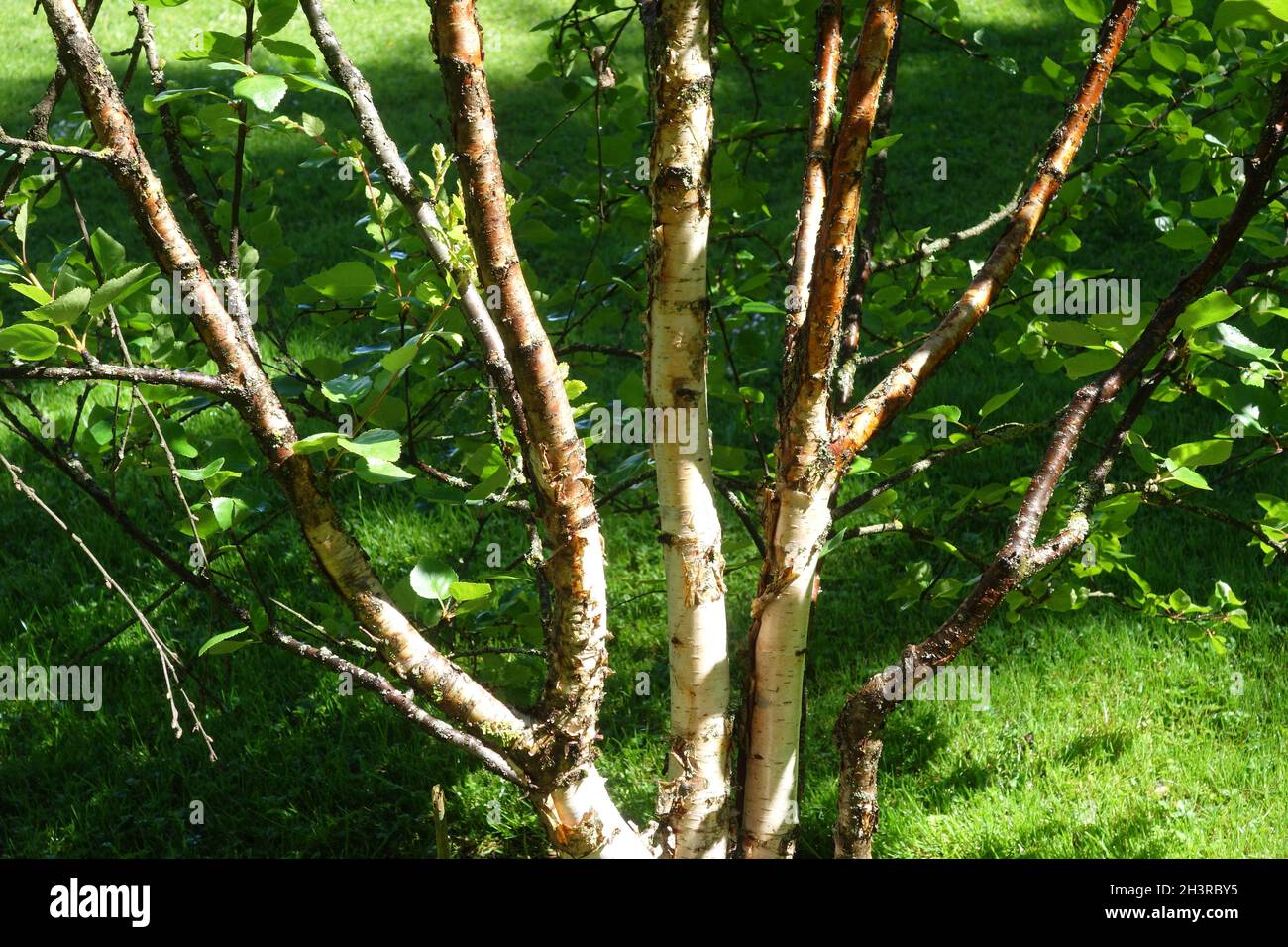 Betula pubescens ssp. Czerepanovii, betulla di montagna Foto Stock