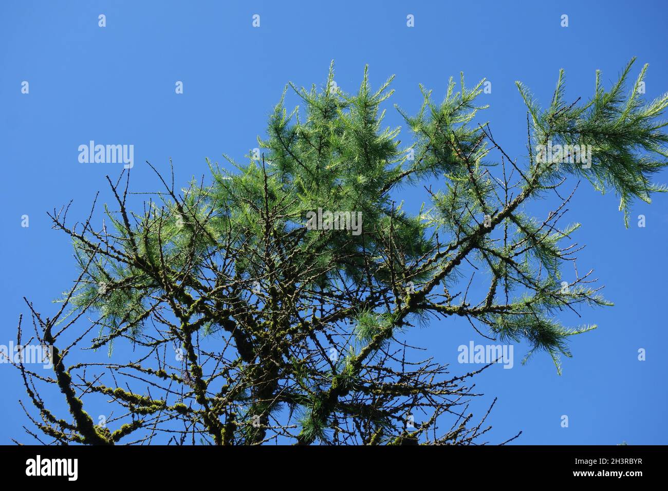 Larix sibirica, larice siberiano Foto Stock