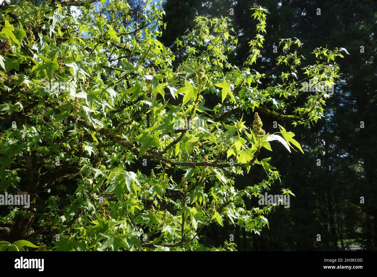 Liquidambar styraciflua, dolcificante americano Foto Stock