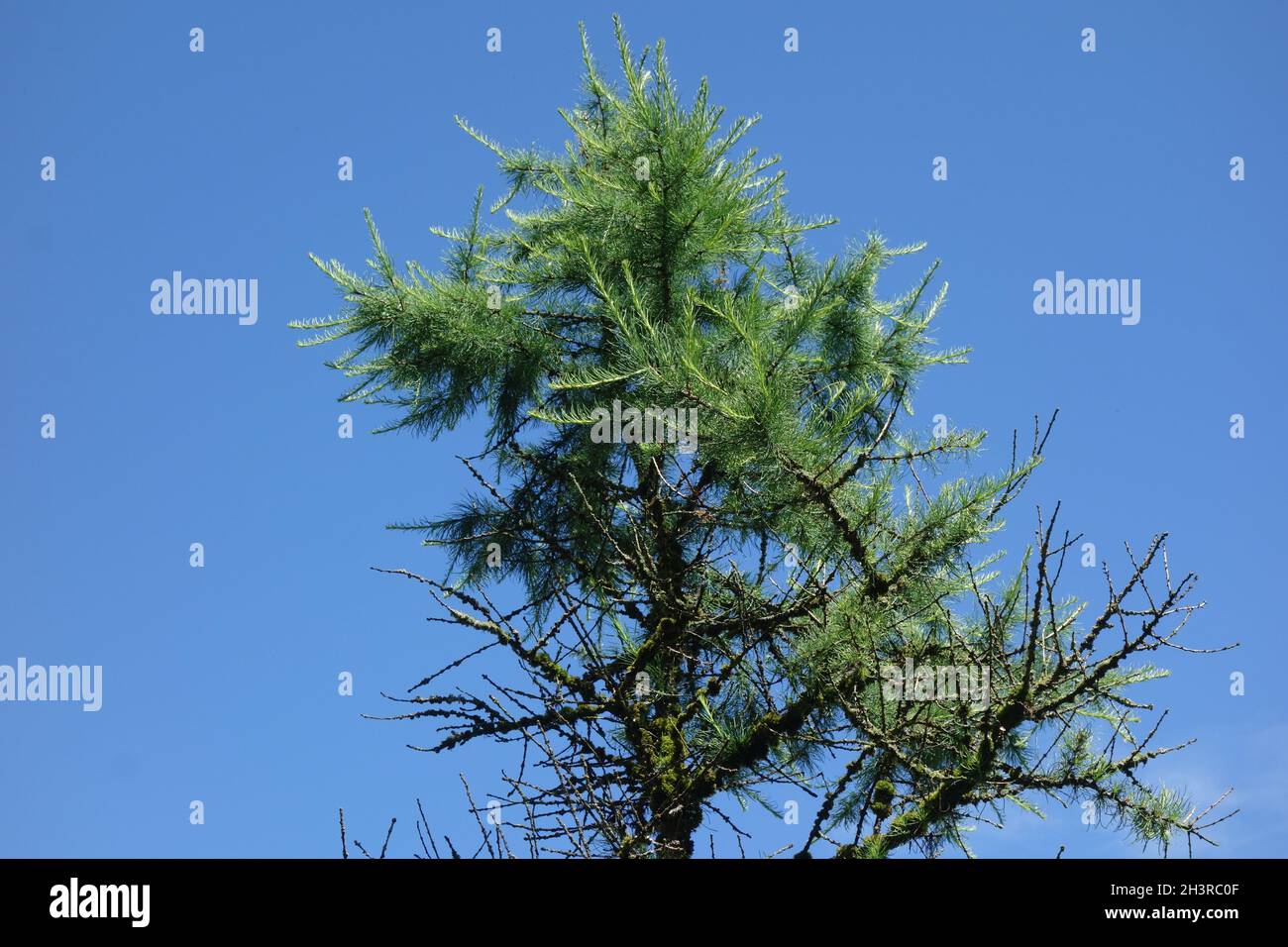Larix sibirica, larice siberiano Foto Stock
