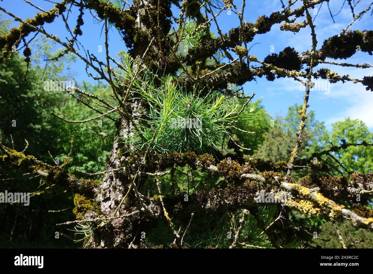 Larix sibirica, larice siberiano Foto Stock