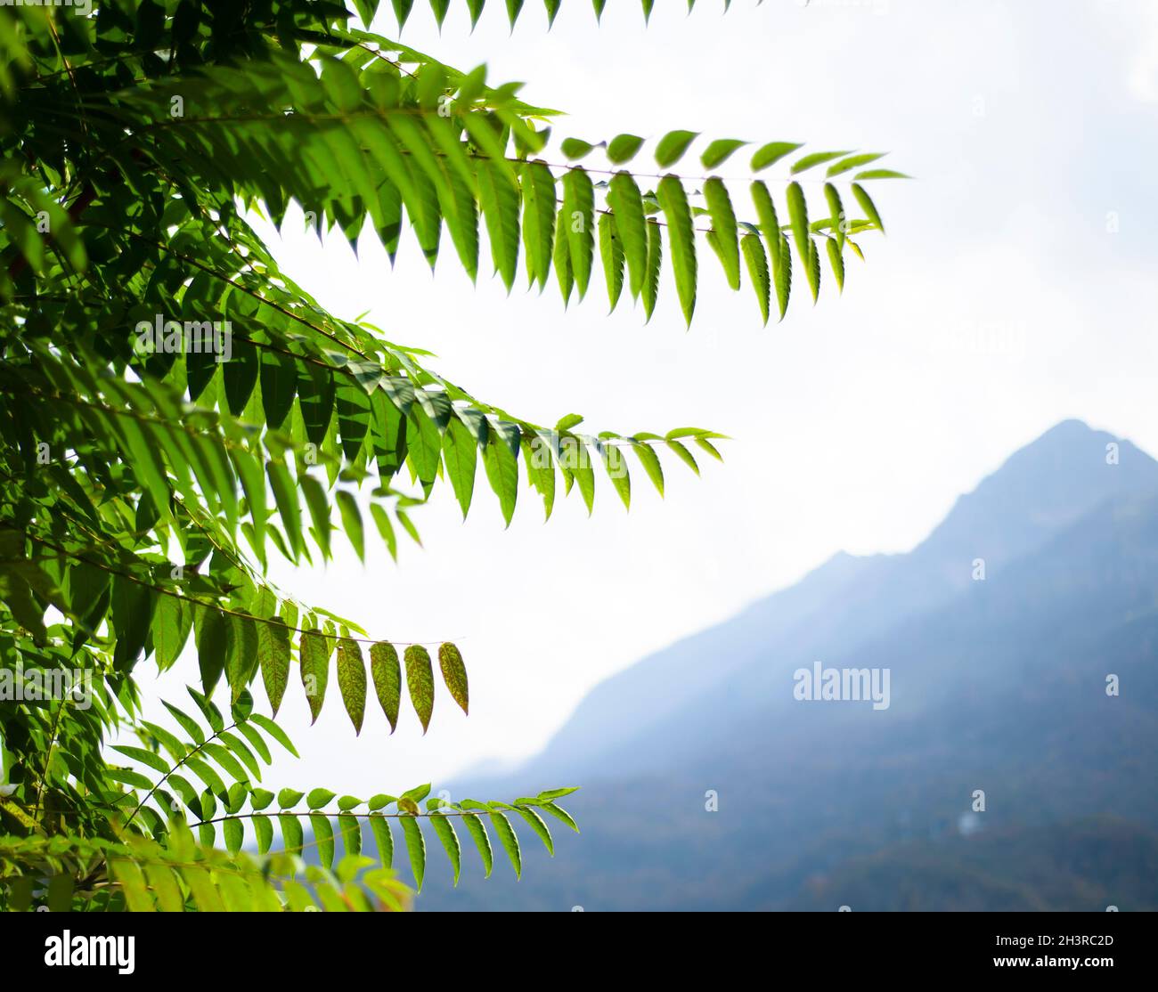 Vista sulle montagne. Foglie verdi. Ramo. Spazio di copia per il testo. Foto Stock