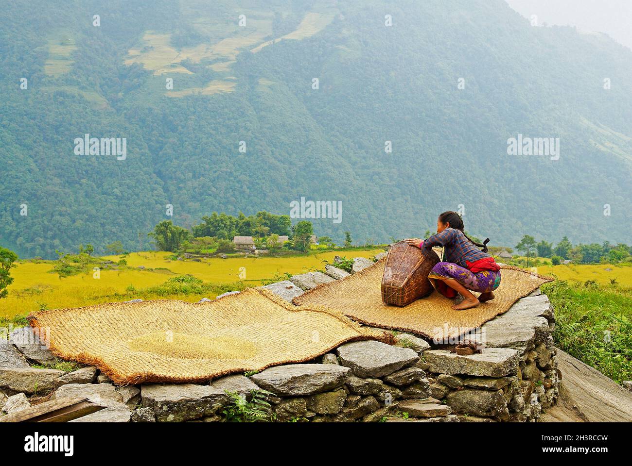 Nepal. Valle di Arun, Nepal orientale. Riso che asciuga. Foto Stock