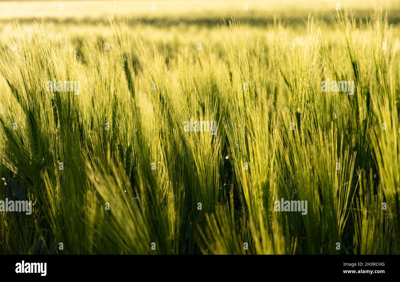 Campo verde in zona rurale. Paesaggio di campi agricoli di cereali. Foto Stock