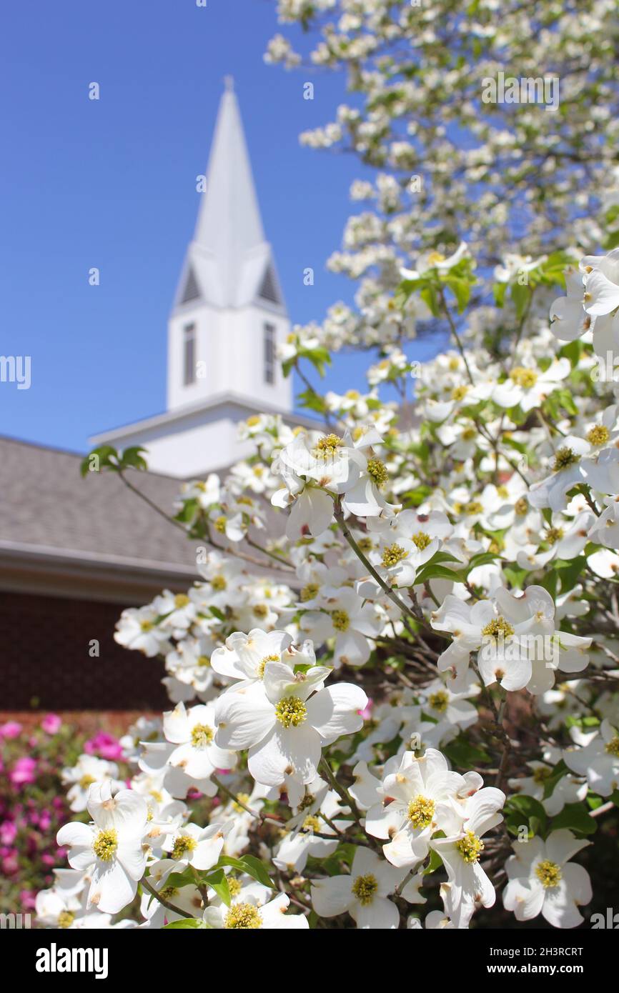 Albero di dogwood in fiore con Steeple Chiesa Foto Stock