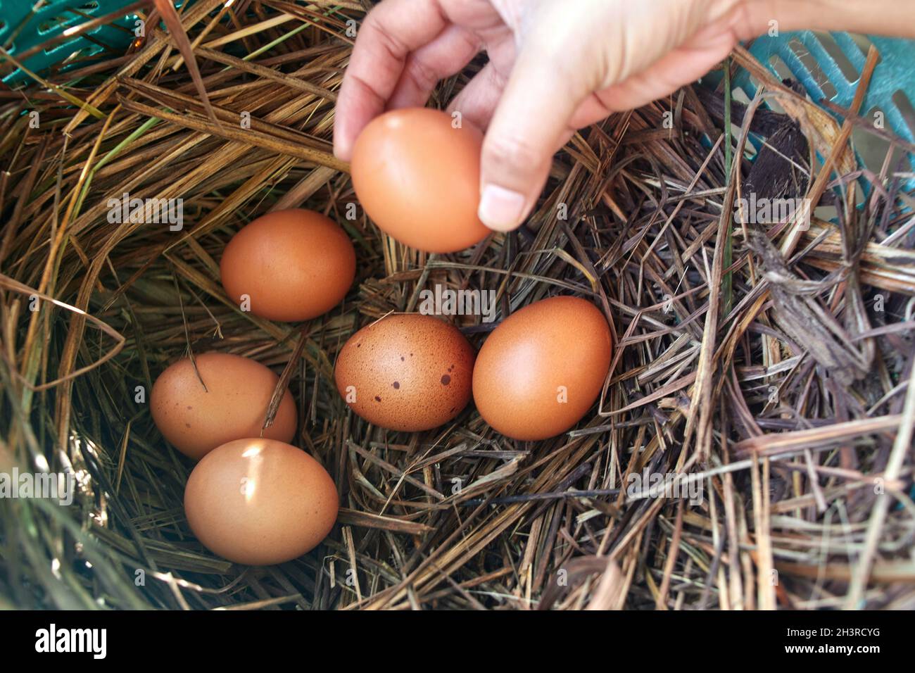 rosolare le uova di pollo sul nido di fieno Foto Stock