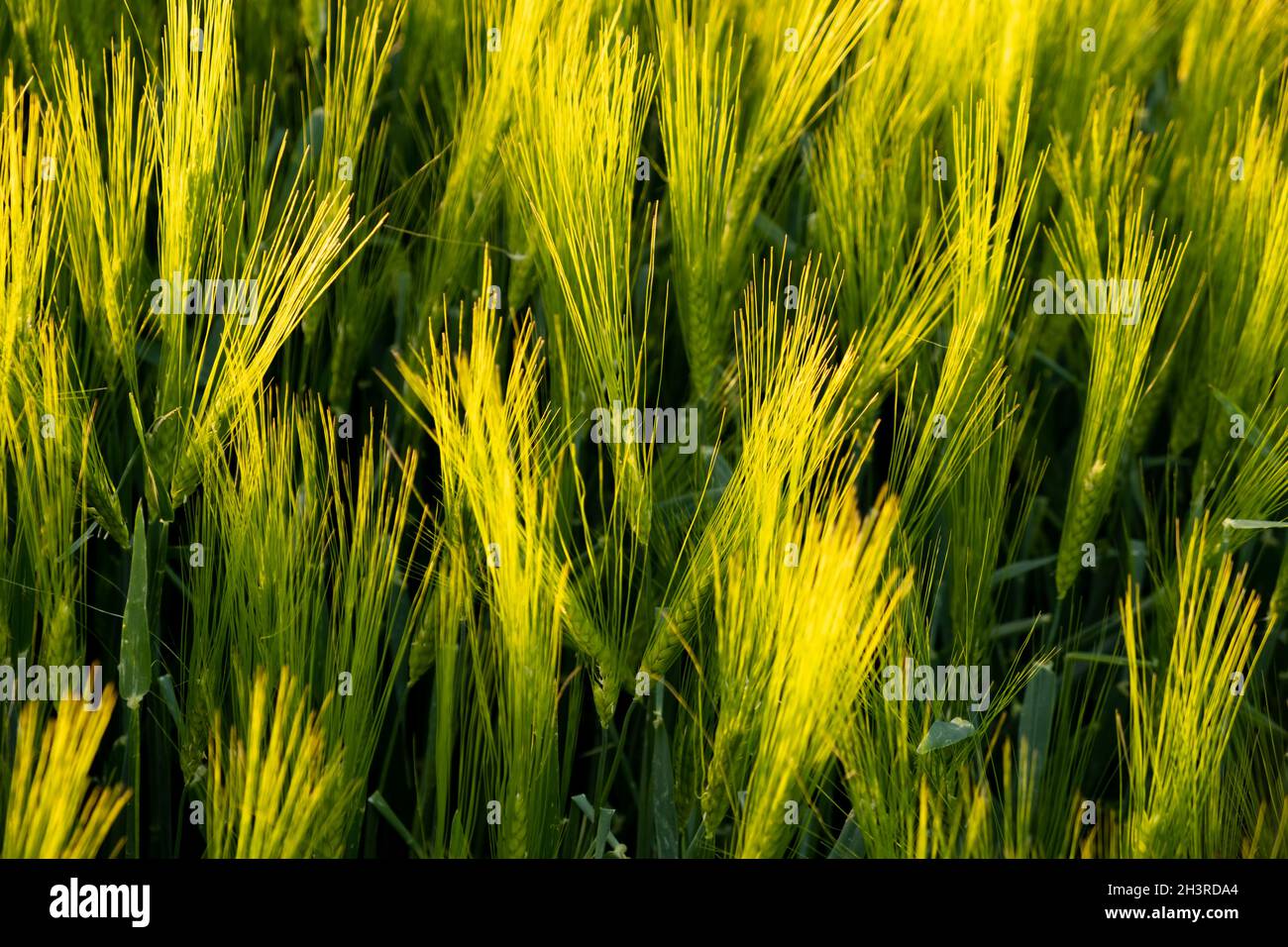Campo verde in zona rurale. Paesaggio di campi agricoli di cereali. Vista aerea Foto Stock