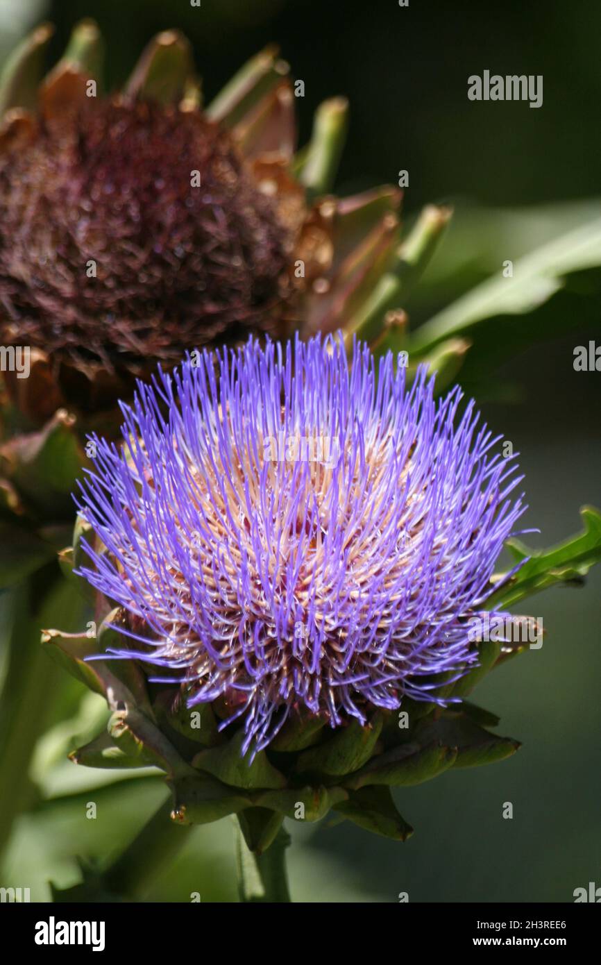 Fiore Purple carciofo che cresce in giardino poco profondo DOF Foto Stock