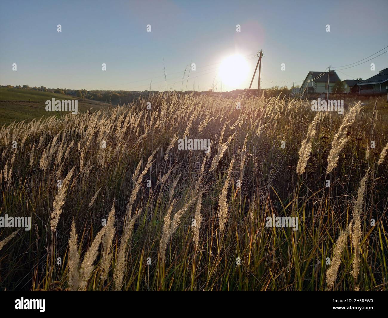 Paesaggio autunnale, un campo con erba secca e spikelets di grano. Foto di alta qualità Foto Stock