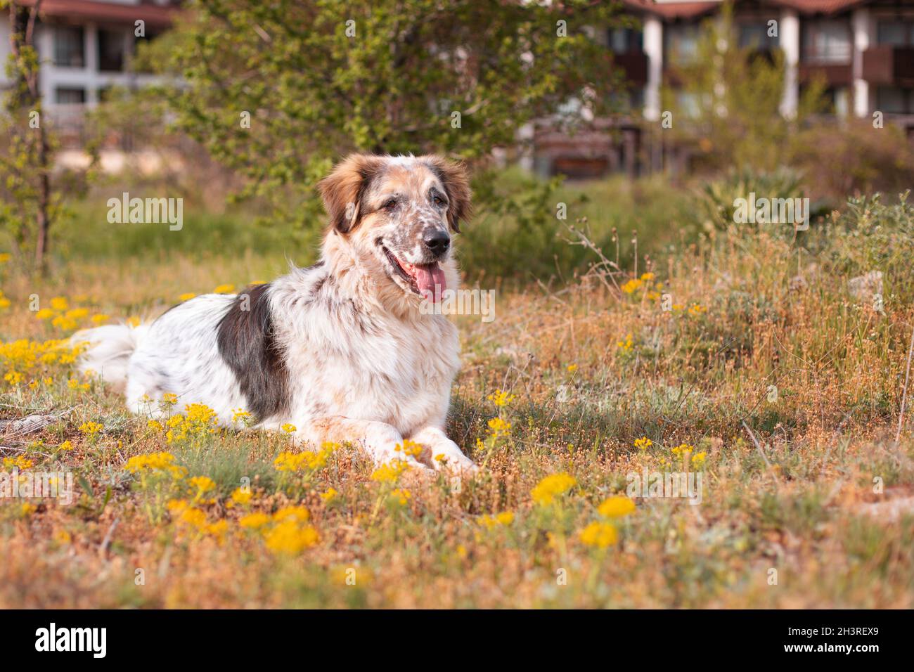 Grande cane sdraiato, fiori, case sullo sfondo Foto Stock