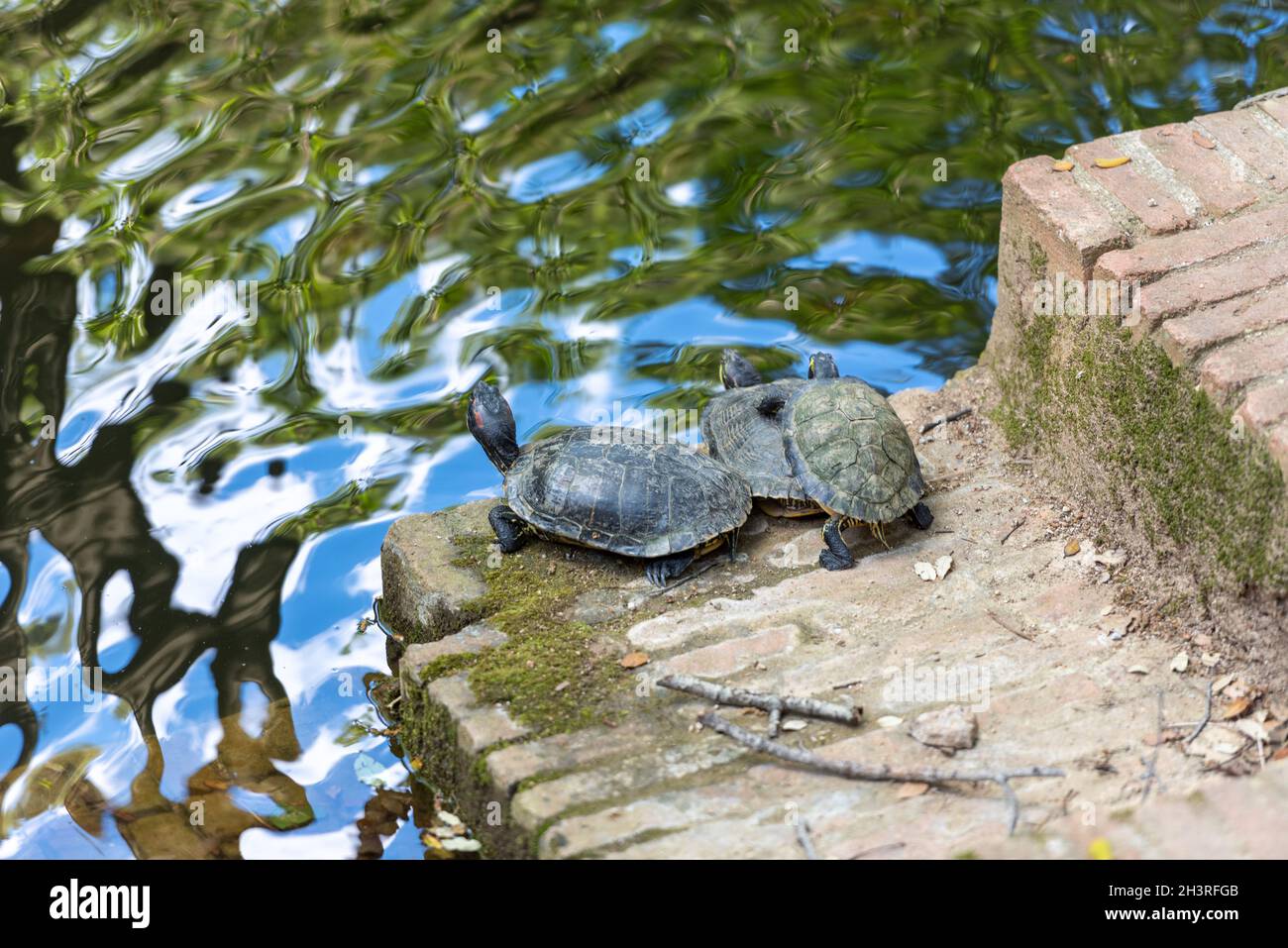 Tartarughe nel Parque Laberinto de Horta a Barcellona. Catalogna. Foto Stock