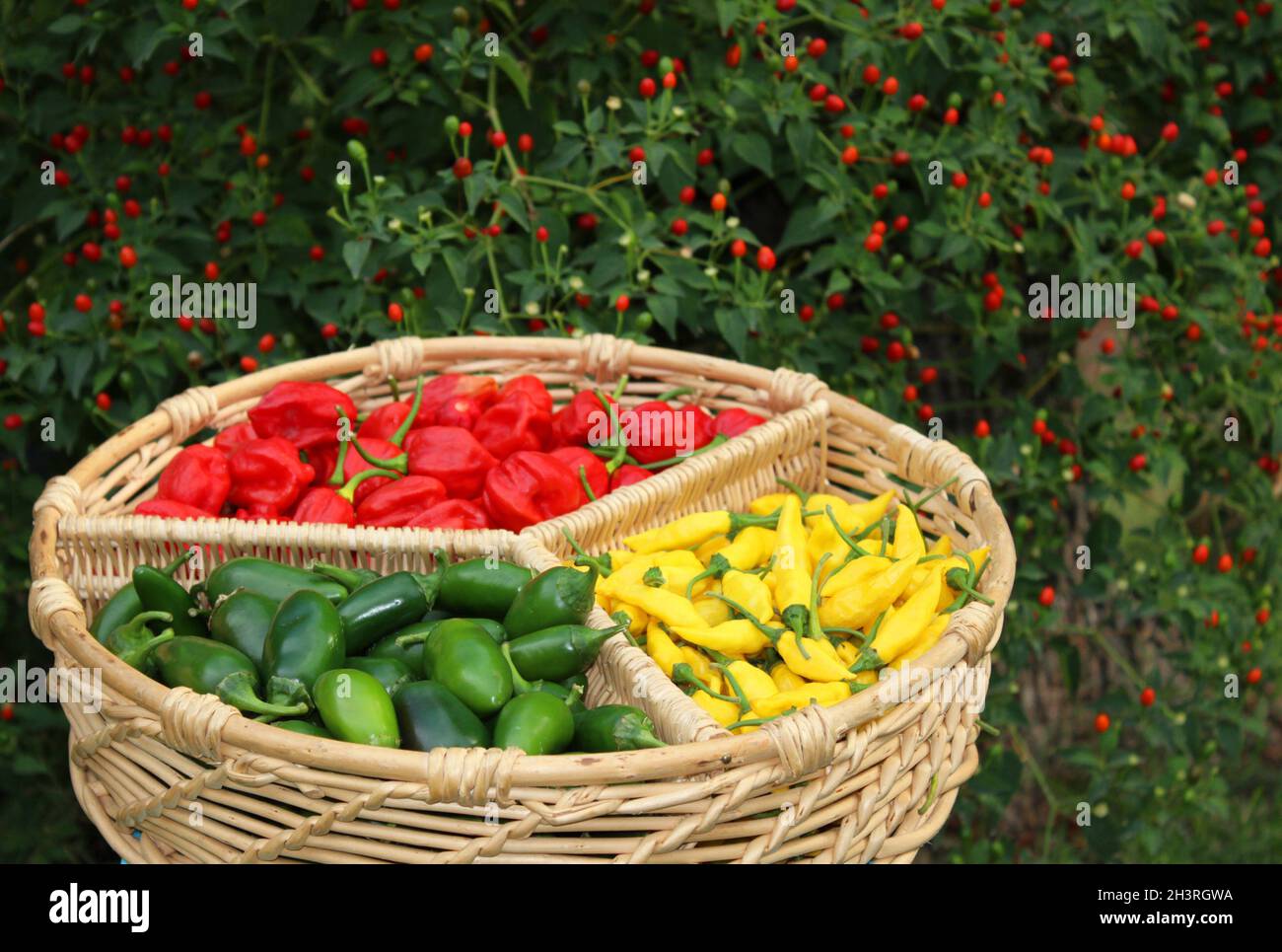 Peperoni misti in basket con Pepper Bush in background Foto Stock