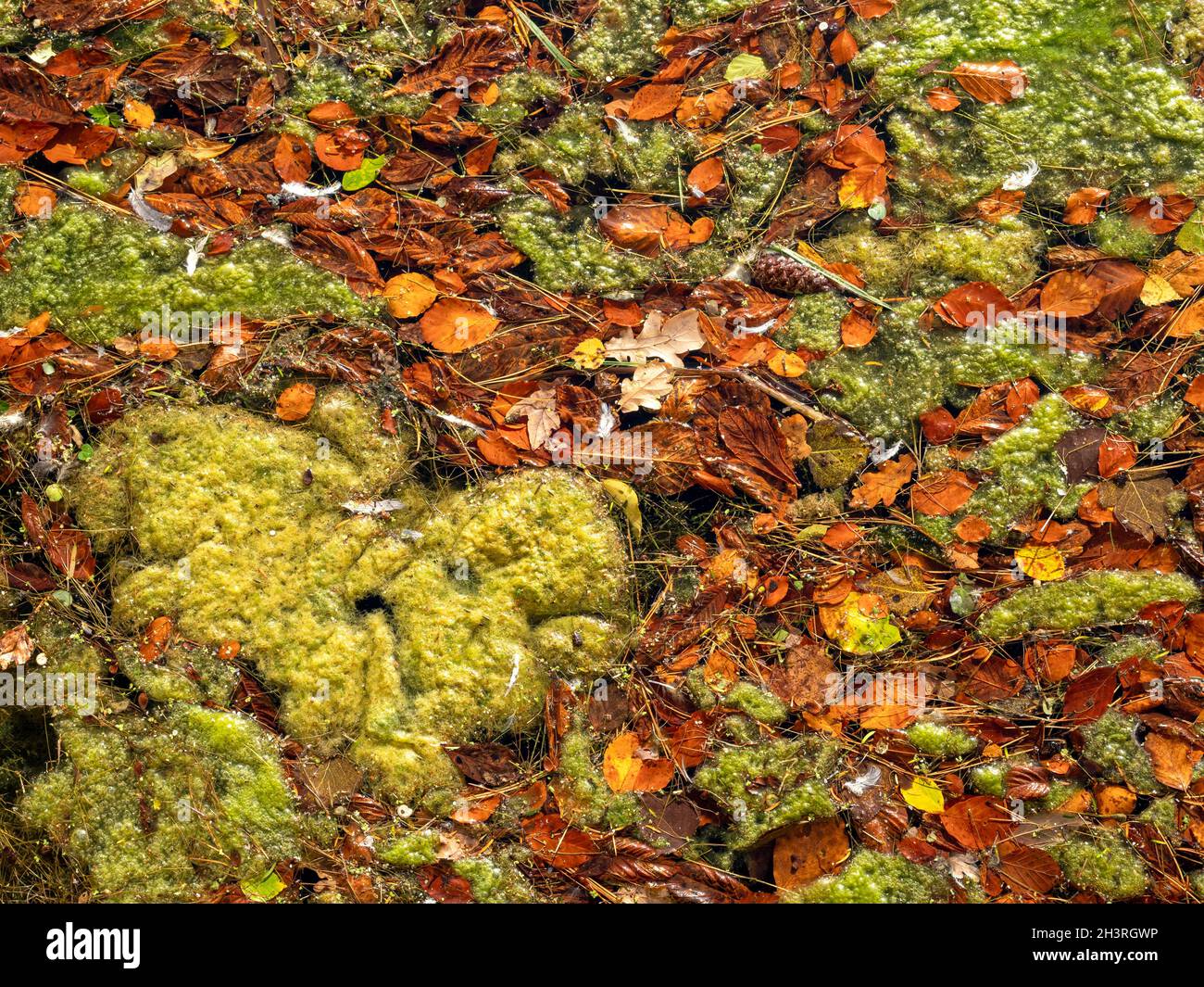 Alghe verdi e foglie cadute autunno su una superficie stagno Foto Stock