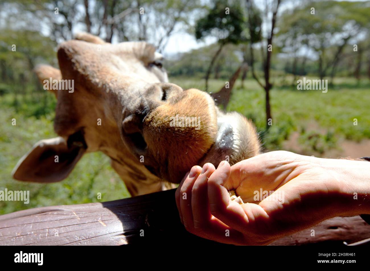 Alimentazione turistica di una giraffa Foto Stock