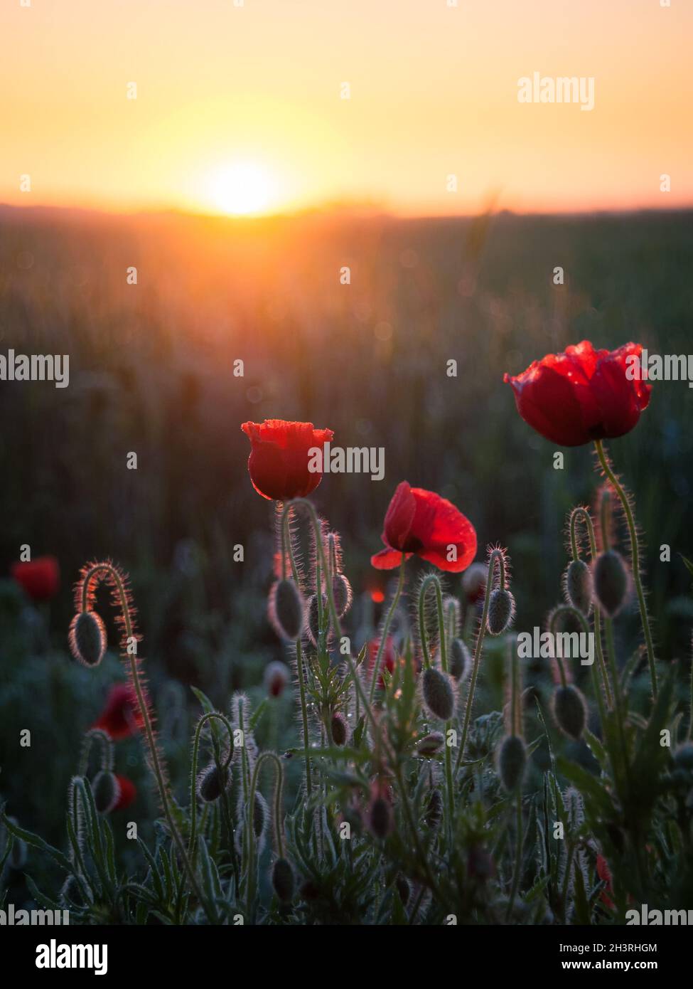 Poppyflowers all'alba nel Burgenland Foto Stock
