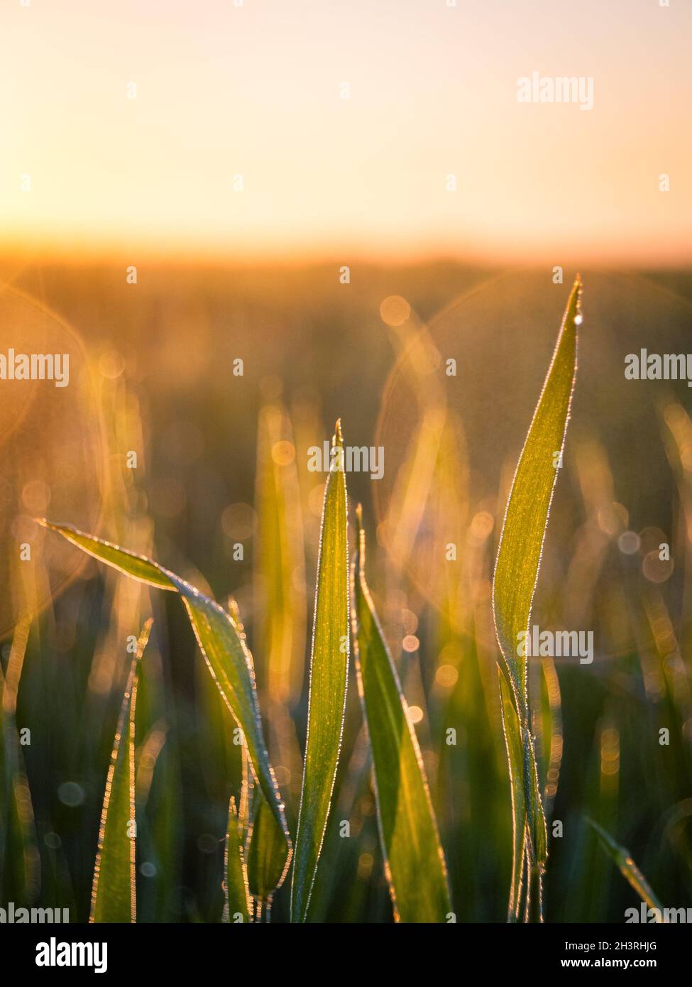 Raccolto in un campo agricolo a prima luce del sole Foto Stock