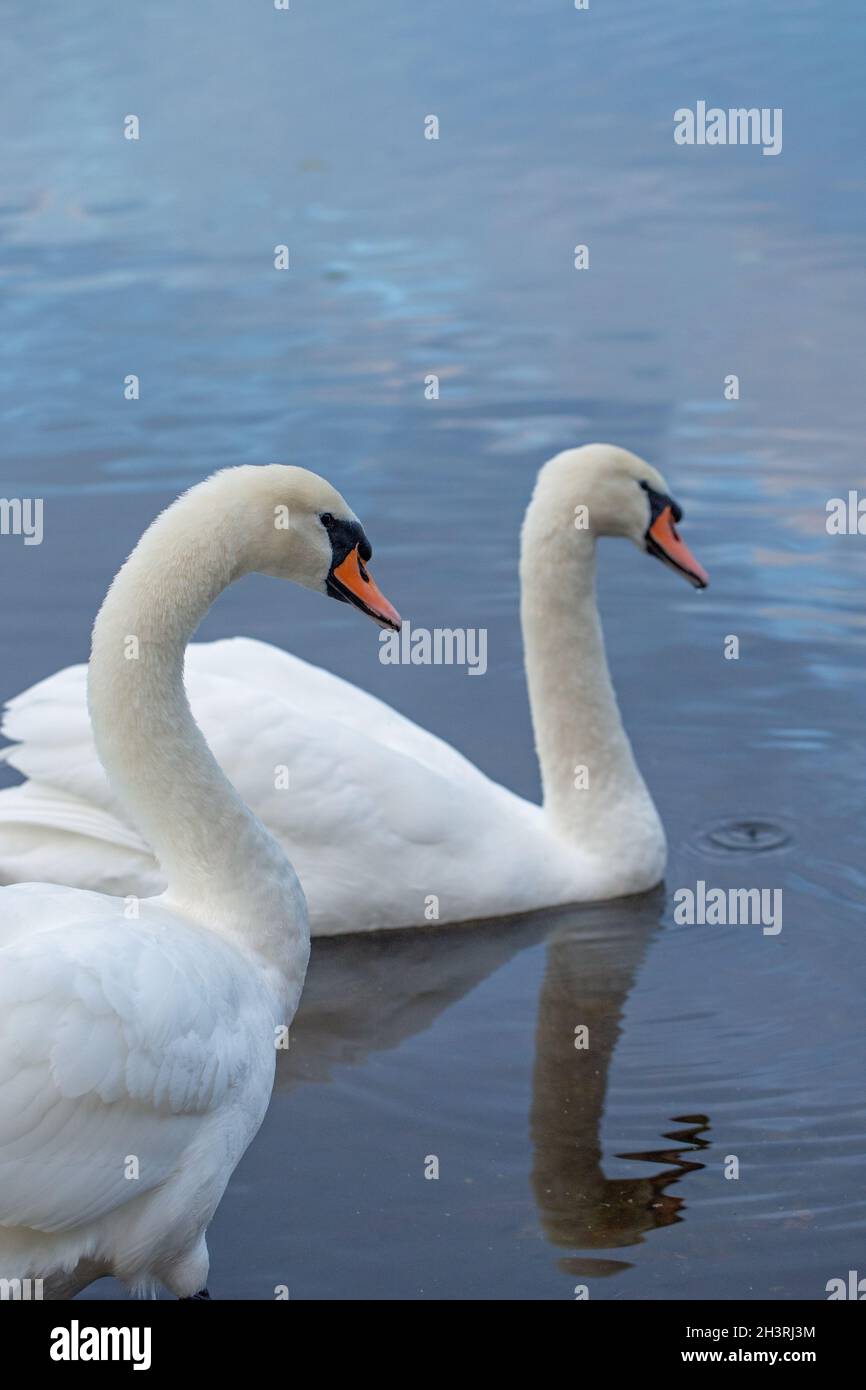 Mute Swans (Cygnus olor). Permanente legato, vero, coppia, durata lunga. I sessi sembrano simili con piumaggi simili. Foto Stock