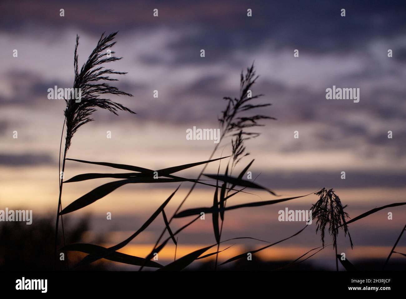 Autum Tramonto. Canne (Phragmites communis) steli flessibili e foglie, quasi silhouette, visto contro un cielo serale. Ottobre. Fiume Bure, Acle, Norfolk. Foto Stock