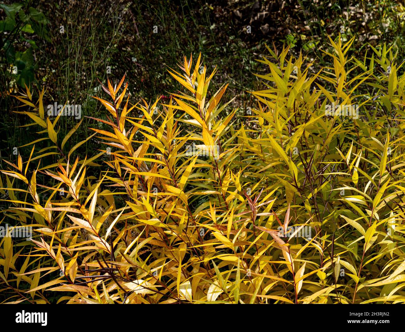Il sorprendente fogliame d'oro d'autunno di Amsonia sinensis Foto Stock