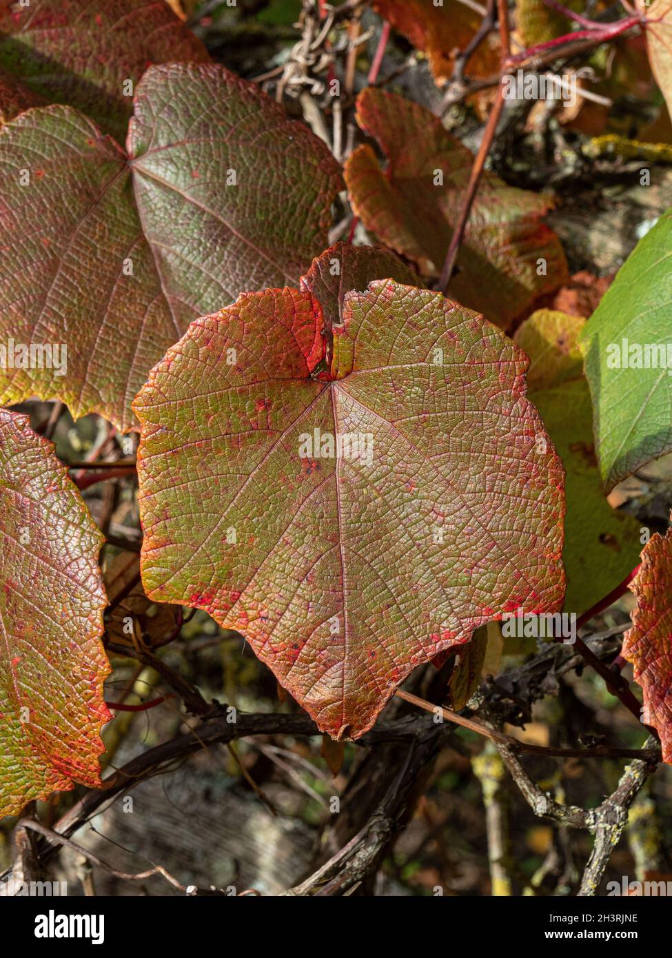Foglie autunnali marroni della vite cremisi Glory - Vitis coignetiae Foto Stock