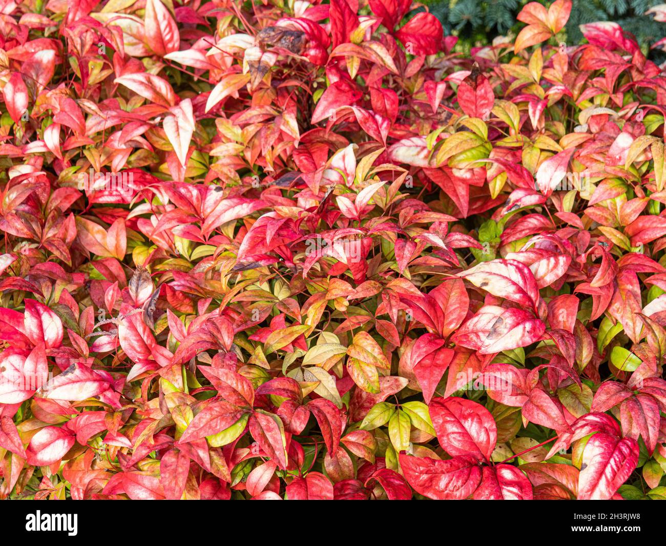 Il caratteristico fogliame rosso brillante della potenza di fuoco di Nandina domestica Foto Stock