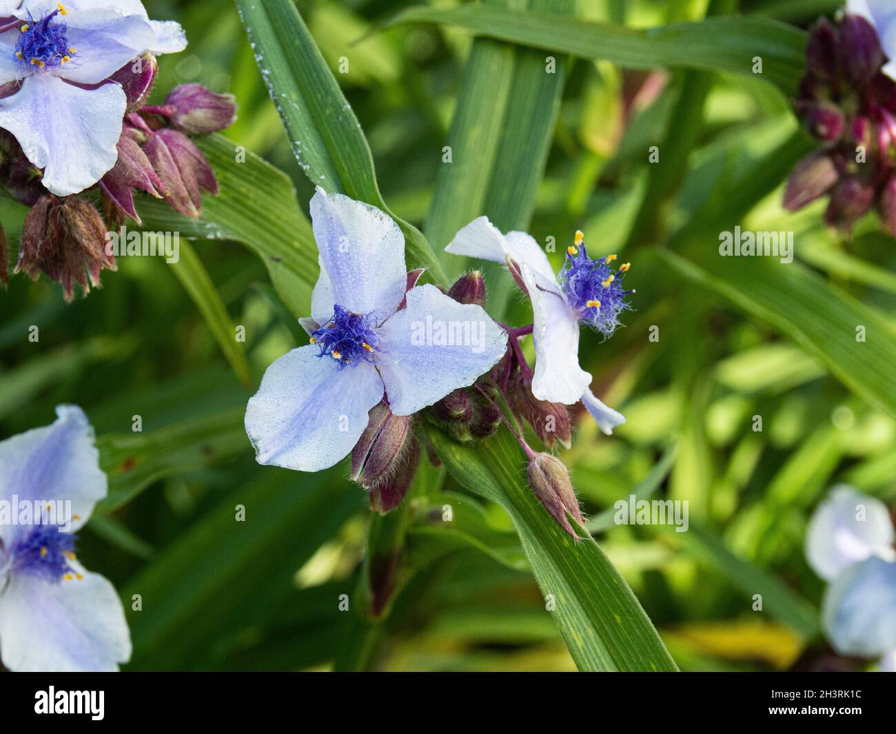 Un unico gruppo di fiori blu pallido centrati scuri di Tradescantia x andersonia 'Osprey' Foto Stock