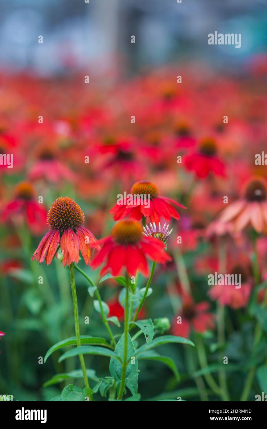 Echinacea fiore redconeflower per insetti e Bee amichevole giardino Foto Stock