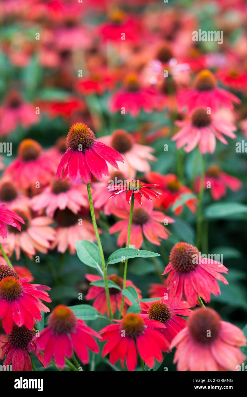 Echinacea fiore redconeflower per insetti e Bee amichevole giardino Foto Stock