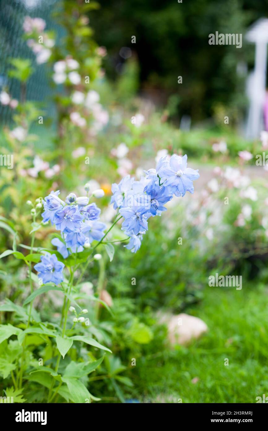 Fioritura Delphinium Blue e White Bee, Delphinium Hybridum Magic Fontains Mixed Foto Stock