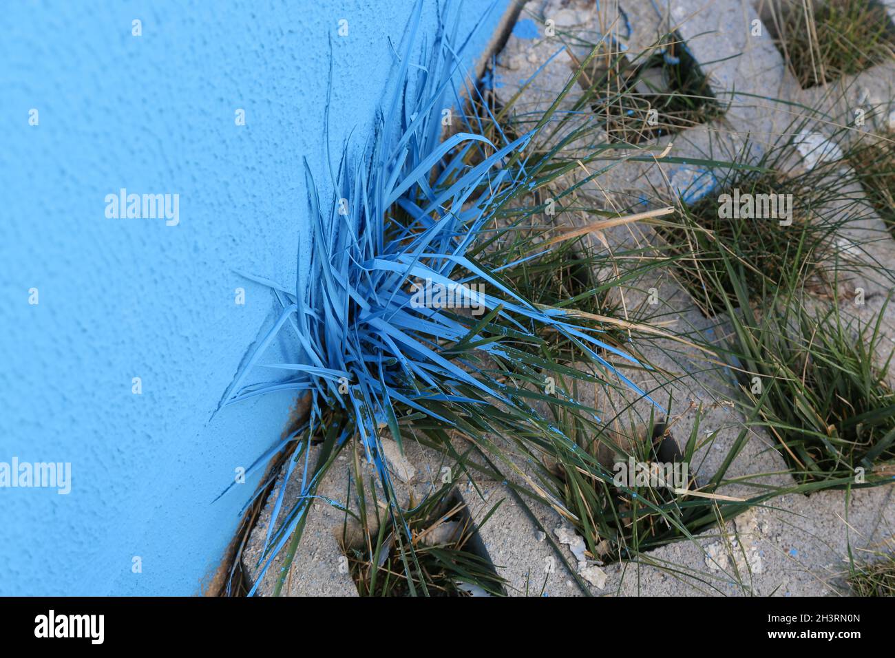 Un muro era dipinto di blu, mentre l'erba era dipinta. Concetto di speranza. Concetto di distruzione della natura. Foto Stock