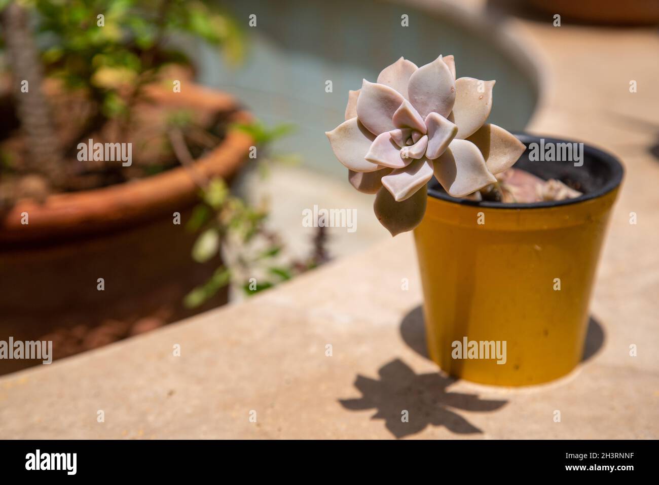 È una pianta della famiglia dei cactus succulenti. Significa letteralmente "con essenza e acqua". Ci sono molte varietà di piante succulente. Foto Stock