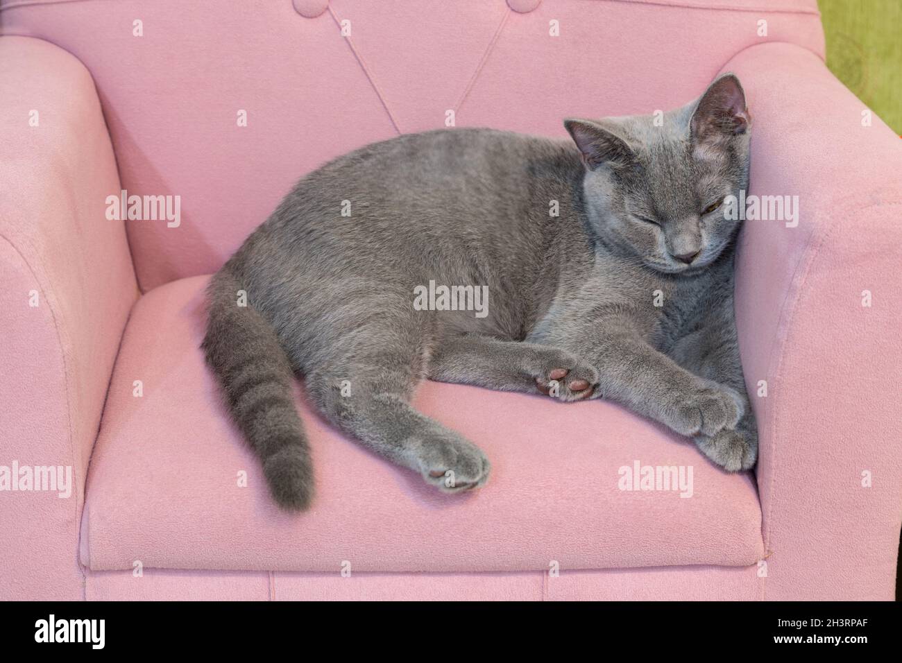 Un gatto britannico di shorthair che dorme su un seggiolino per bambini rosa. Foto Stock